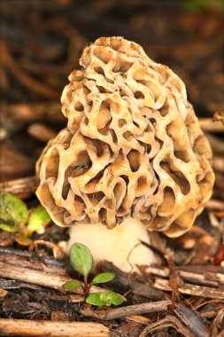 Morel in Illinois clipart