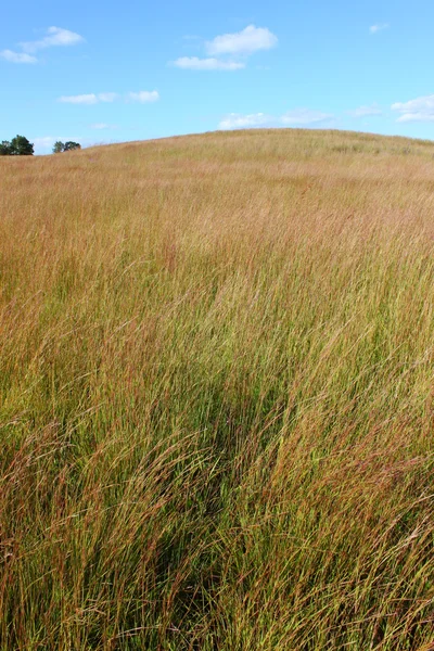 イリノイ州の草原 — ストック写真