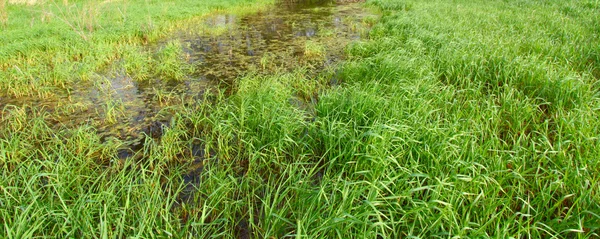 Затоплена водно-болотних угідь фону — стокове фото