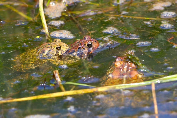 Американские жабы (Bufo americanus ) — стоковое фото