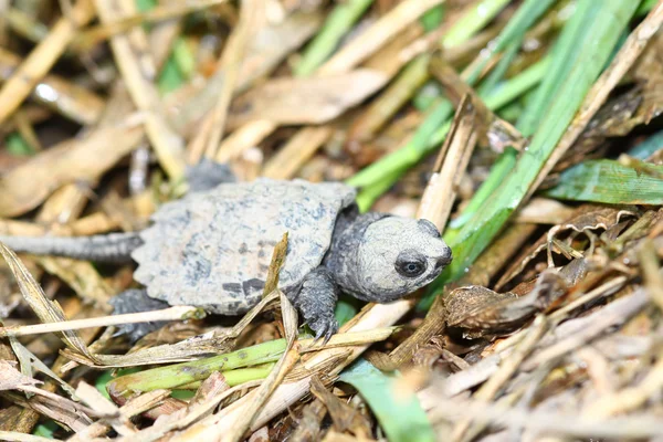 Pequena tartaruga estaladiça — Fotografia de Stock