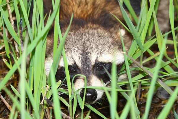 stock image Raccoon Peering Through Vegetation