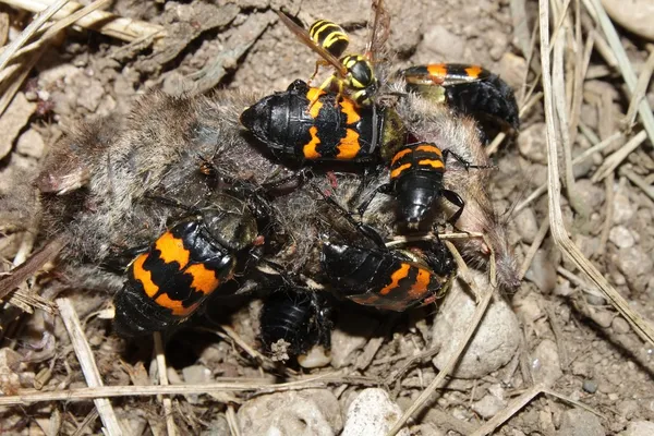 Блукаючі жуки ( Nicrophorus oricollis ) — стокове фото
