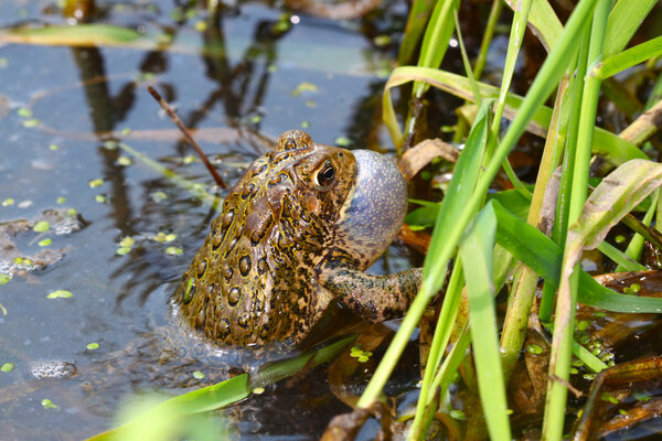 American Toad (Bufo americanus)