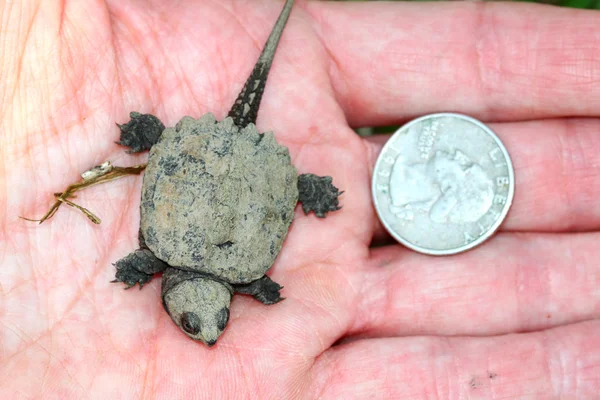 stock image Tiny Snapping Turtle