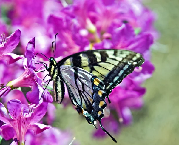 진달래에 나비 — 스톡 사진