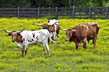 Longhorn Cattle clipart