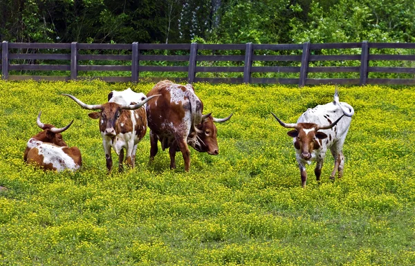ロングホーン牛 — ストック写真