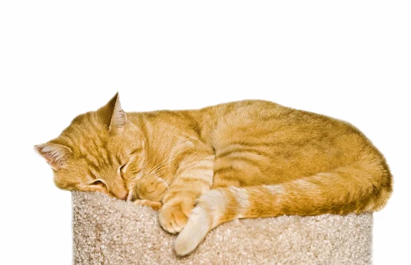 고양이 잠 — 스톡 사진