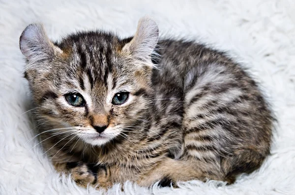 Крихітні кошеня — стокове фото