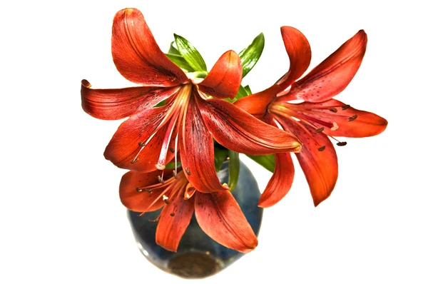 stock image Red Lilies in a Vase