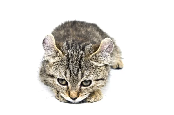 Cute Kitten — Stock Photo, Image