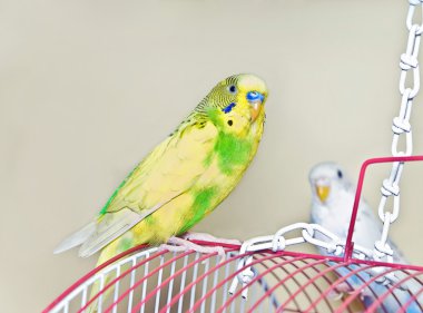 bir kafes üzerinde sarı muhabbet kuşu