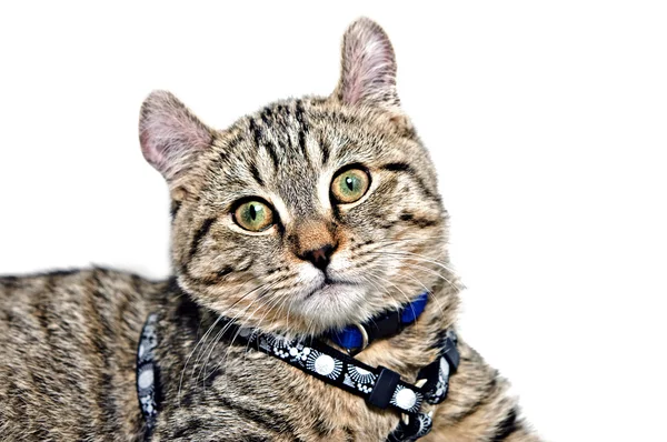 Roztomilý šedá mourovatá kočka — Stock fotografie