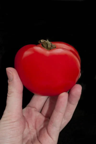 Röd mogen tomat i hand — Stockfoto