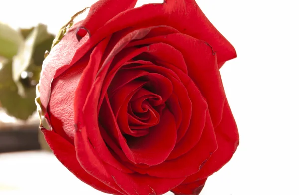 大きな赤いバラ — ストック写真