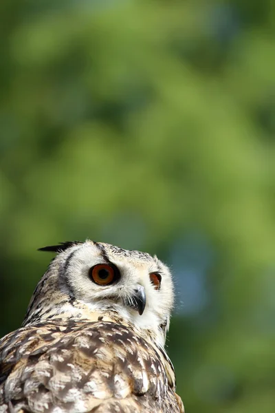 Owl in the forest — Stock Photo, Image