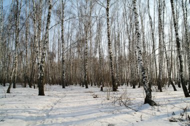 Huş ağacı ahşap kış moscow region, Rusya Federasyonu