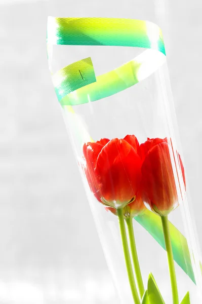 Аромат красных тюльпанов в прозрачной обертке — стоковое фото