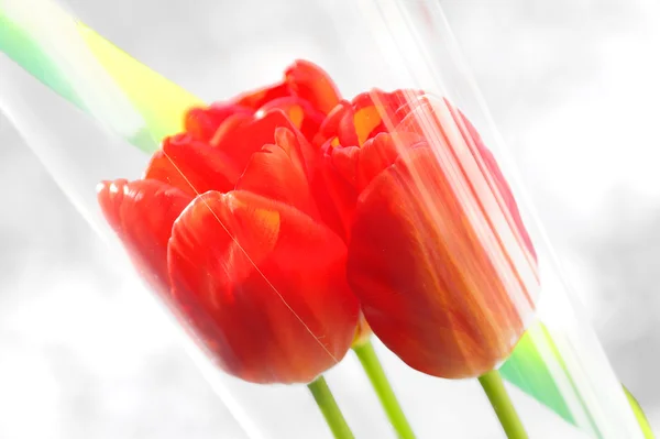 Bouquet of red tulips in a transparent wrapper — Stock Photo, Image