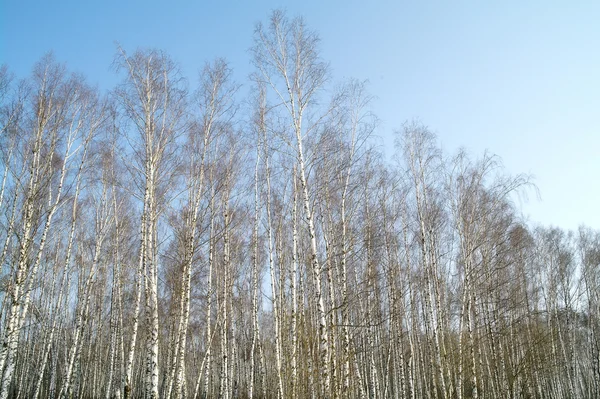 モスクワ地域、ロシアの冬に白樺の木材 — ストック写真