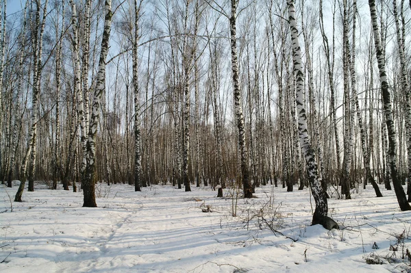 Madera de abedul en invierno en la región de Moscú, Rusia — Foto de Stock