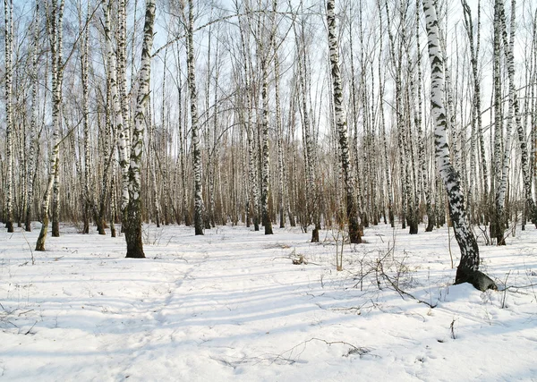 Madera de abedul en invierno en la región de Moscú, Rusia — Foto de Stock