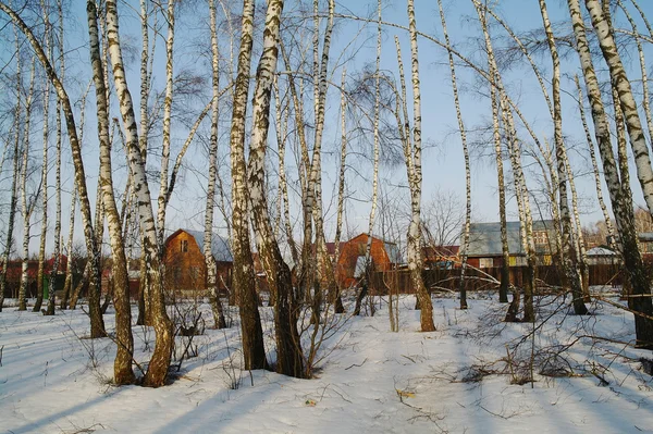 Madera de abedul y casas de campo en invierno en la región de Moscú — Foto de Stock