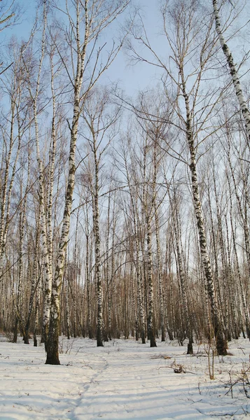 Birketræ om vinteren i Moskva-regionen, Rusland - Stock-foto