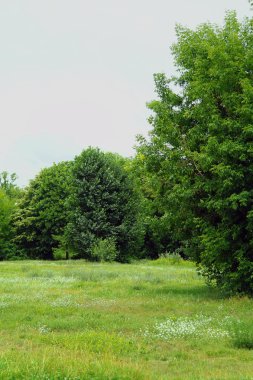 Yaz aylarında doğal Peyzaj Park