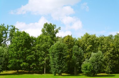 Natural landscape in the summer in the park clipart