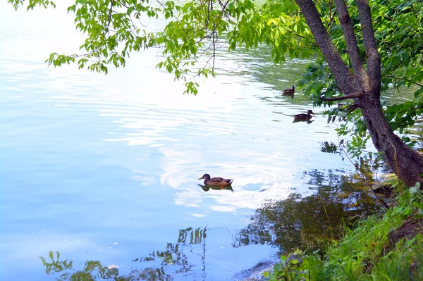 Ducks in the lake on the background foliage in summer — Stock Photo, Image