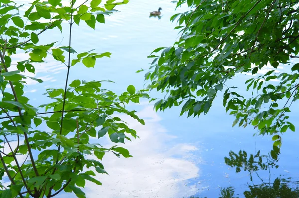 여름에 배경 경 엽에 호수에 오리 — 스톡 사진