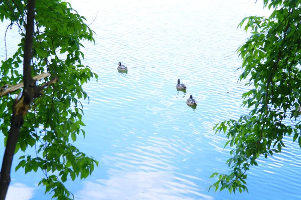 Утки в озере на фоне листвы летом — стоковое фото