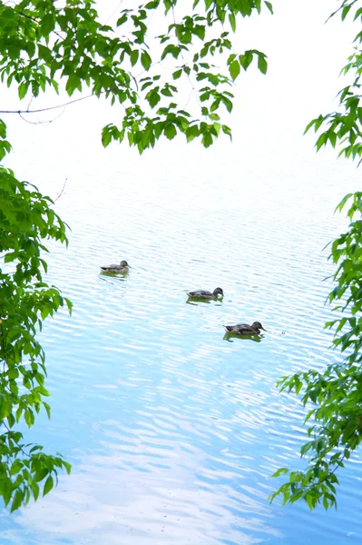 Ducks in the lake in the background foliage in summer — Stock Photo, Image