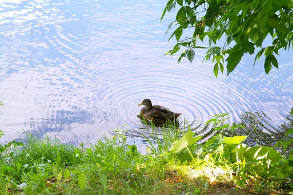 Kachny v jezeře na pozadí listy v létě — Stock fotografie
