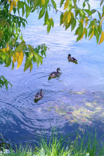 在夏天的背景树叶上湖里的鸭子 — 图库照片