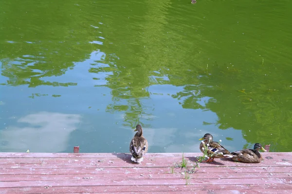Ducks on the boards of pier at the lake in summer — Stock Photo, Image