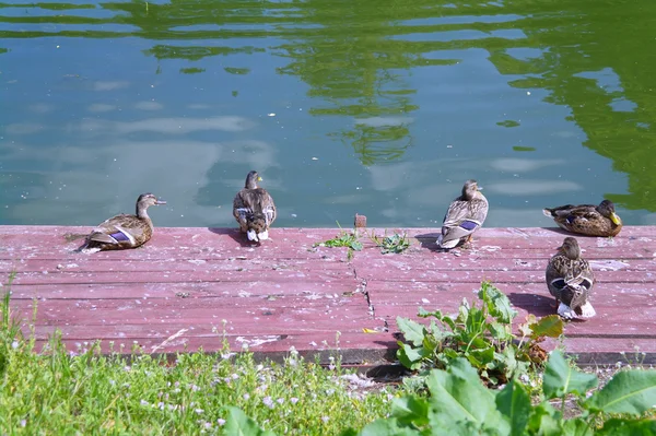Ducks on the boards of pier on the lake in summer — Stock Photo, Image