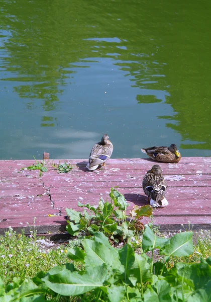 Утки на досках причала на озере летом — стоковое фото