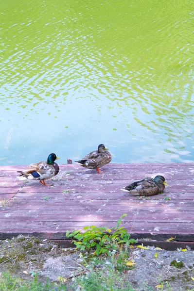 Kachny na prknech mola na jezeře v létě — Stock fotografie