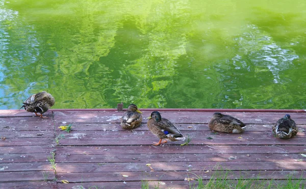 Ducks on the boards of pier at the lake in summer — Stock Photo, Image