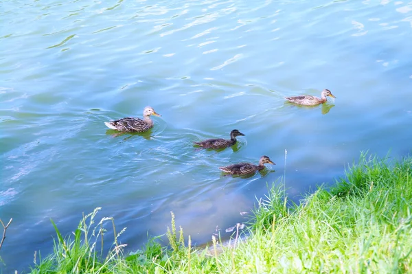 Patos no lago no verão — Fotografia de Stock