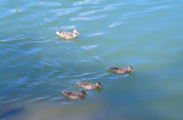 Patos no lago no verão — Fotografia de Stock