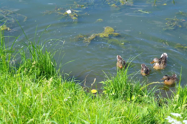 Kachny v jezeře v létě — Stock fotografie