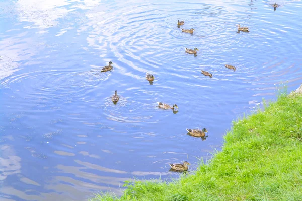 Patos en el lago en verano — Foto de Stock