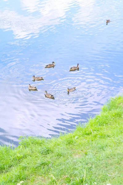 Ducks in the lake in summer — Stock Photo, Image