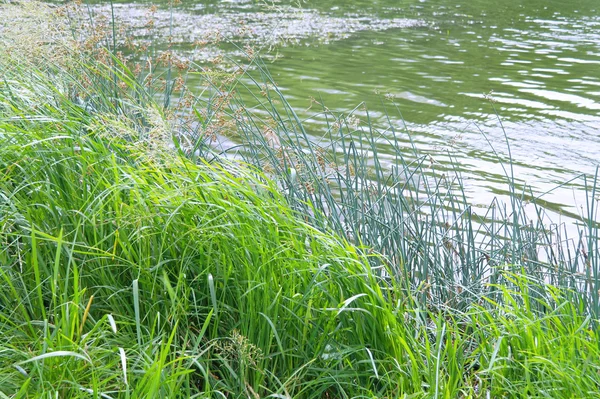 여름에는 호수에 잔디 — 스톡 사진