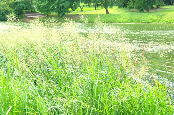 Трава на озере летом — стоковое фото