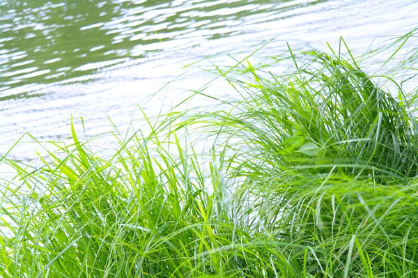 A grama no lago no verão — Fotografia de Stock
